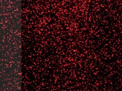 canopus-new-yaiba-dark-red-sparkle-uv-lacquer-finish Canopus, Drum Set, Yaiba II, Groove Birch.Set, 22/10/12/16/14 Snare Drum,Dark Red Sparkle Lacquer.